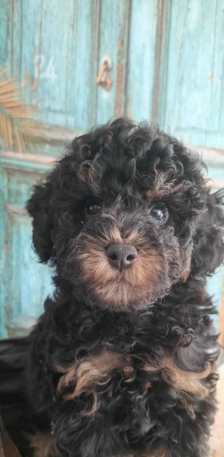 prachtig black and tan toypoedel pupje, Poedel, CDV (hondenziekte), 8 tot 15 weken, Meerdere