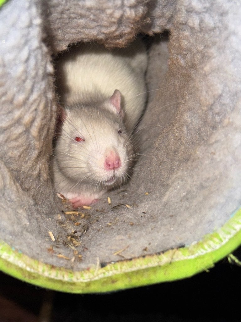 Ratten broertjes, Dieren en Toebehoren, Knaagdieren, Maart, Mannelijk, Rat