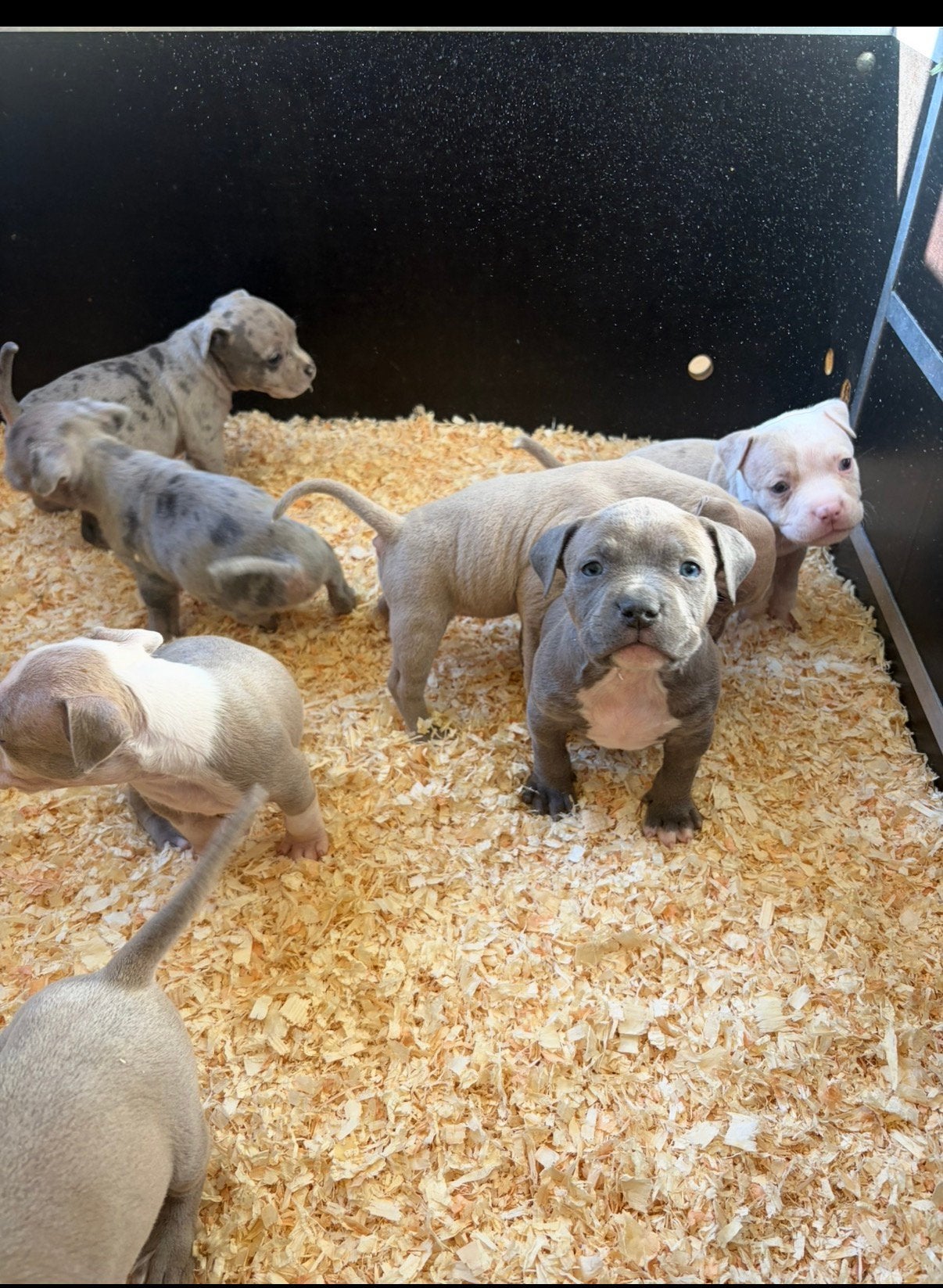 American bully reu, Dieren en Toebehoren, Overige rassen, 8 tot 15 weken, Meerdere dieren, Eén hond