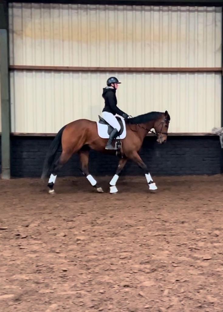 !IN PRIJS VERLAAGDTe koop aangeboden: 5 Jarige Iers Volbloed, Dieren en Toebehoren, Paarden, Met stamboom, Ruin, 3 tot 6 jaar