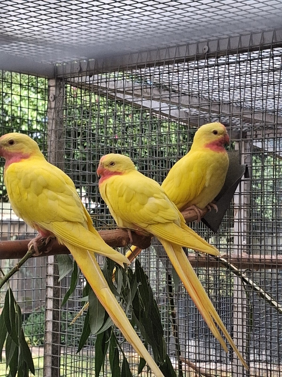 Te koop prinsessen van wales, Meerdere dieren, Parkiet, Geringd