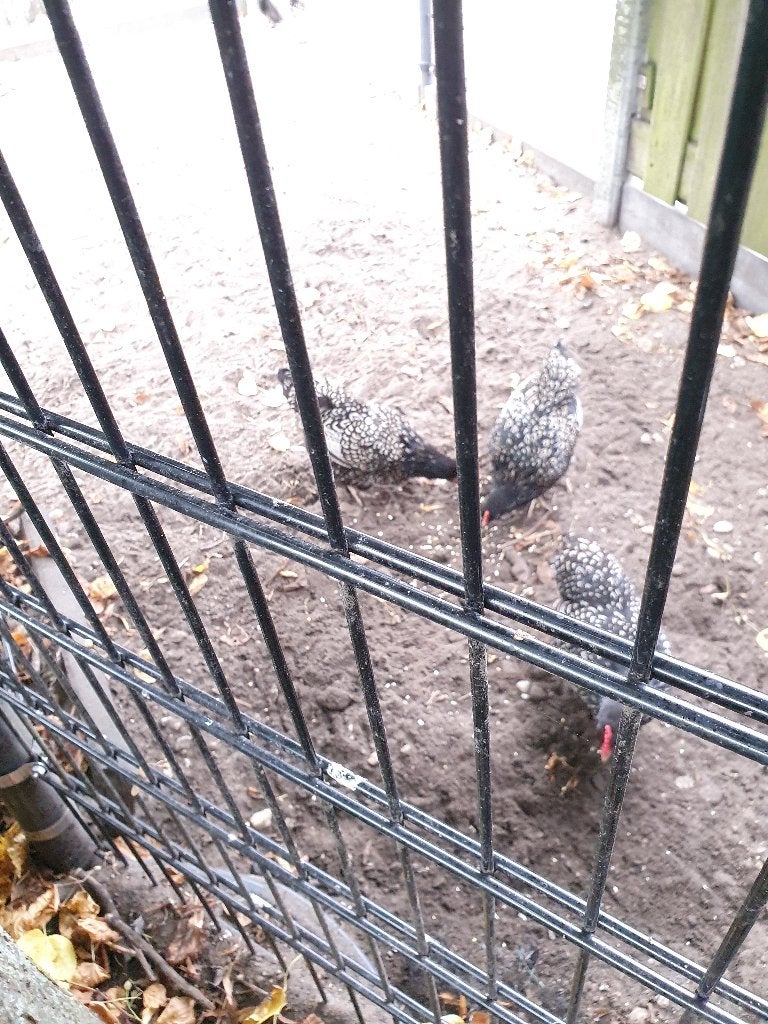 Barnevelder kriel, Vrouwelijk, Kip