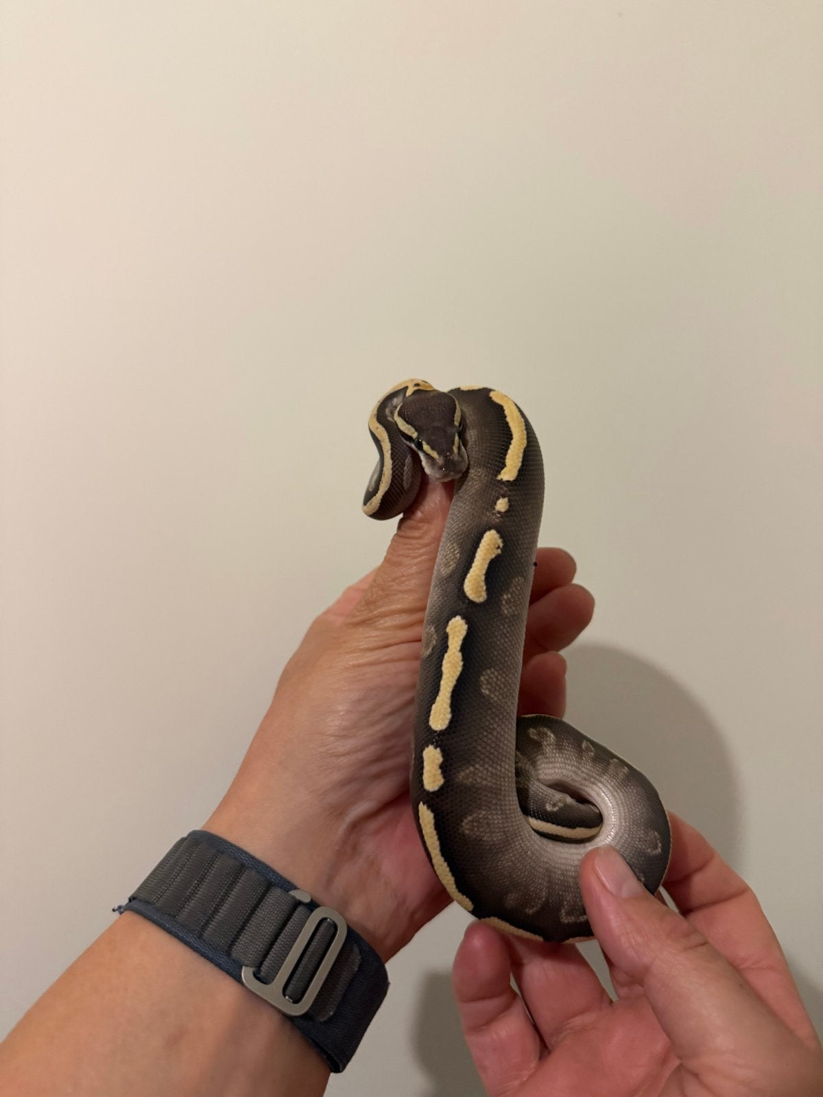 0.1 Ballpython / Regius Ball Python photo 3