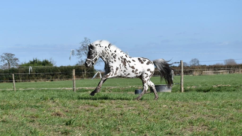 Zwartpanterbonte Appaloosa hengst met deklicentie – 83 cm, Hengst