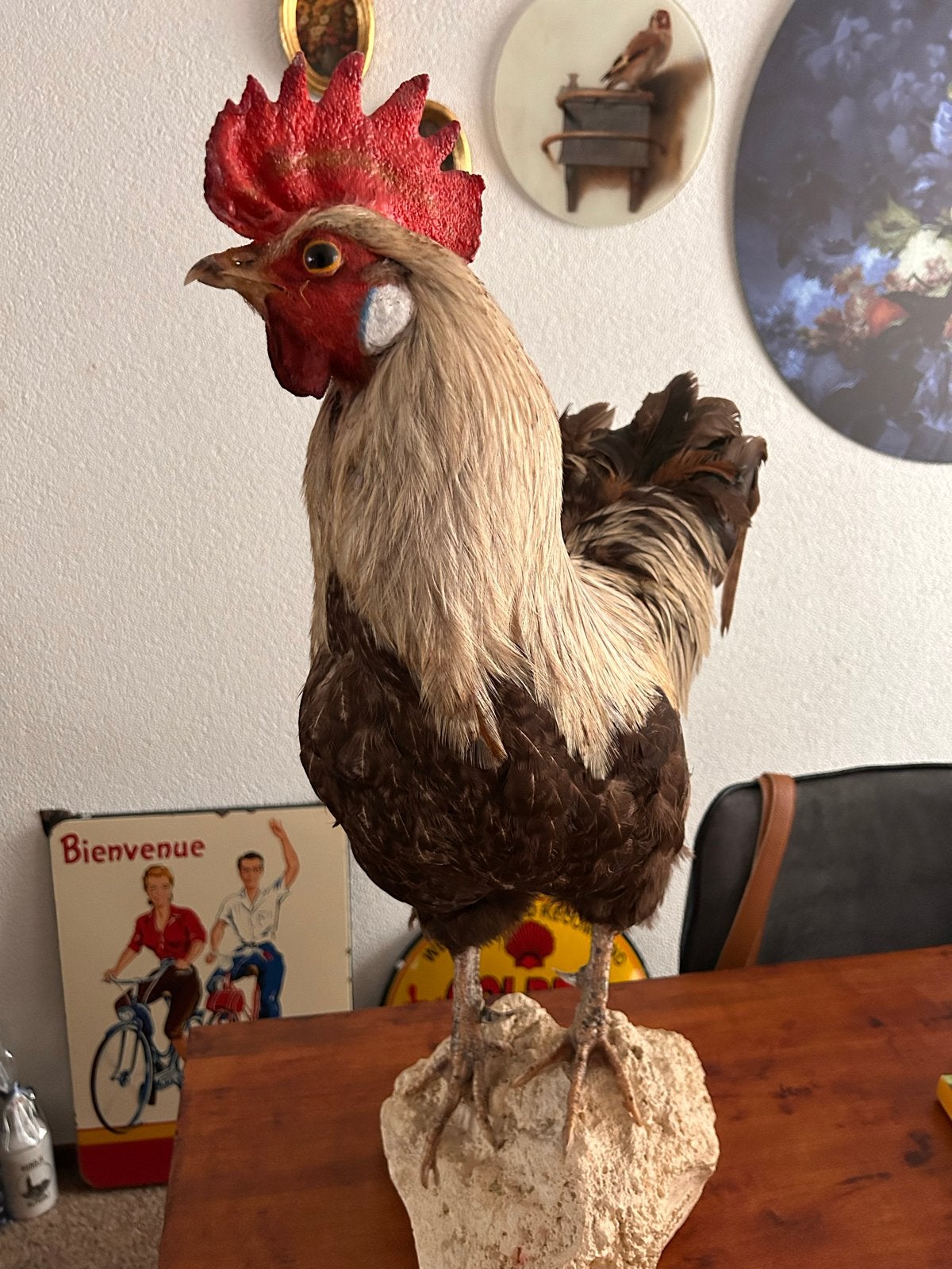 Mooie opgezette haan Taxidermie van 54 cm hoog, Ophalen, Zo goed als nieuw, Vogel, Opgezet dier