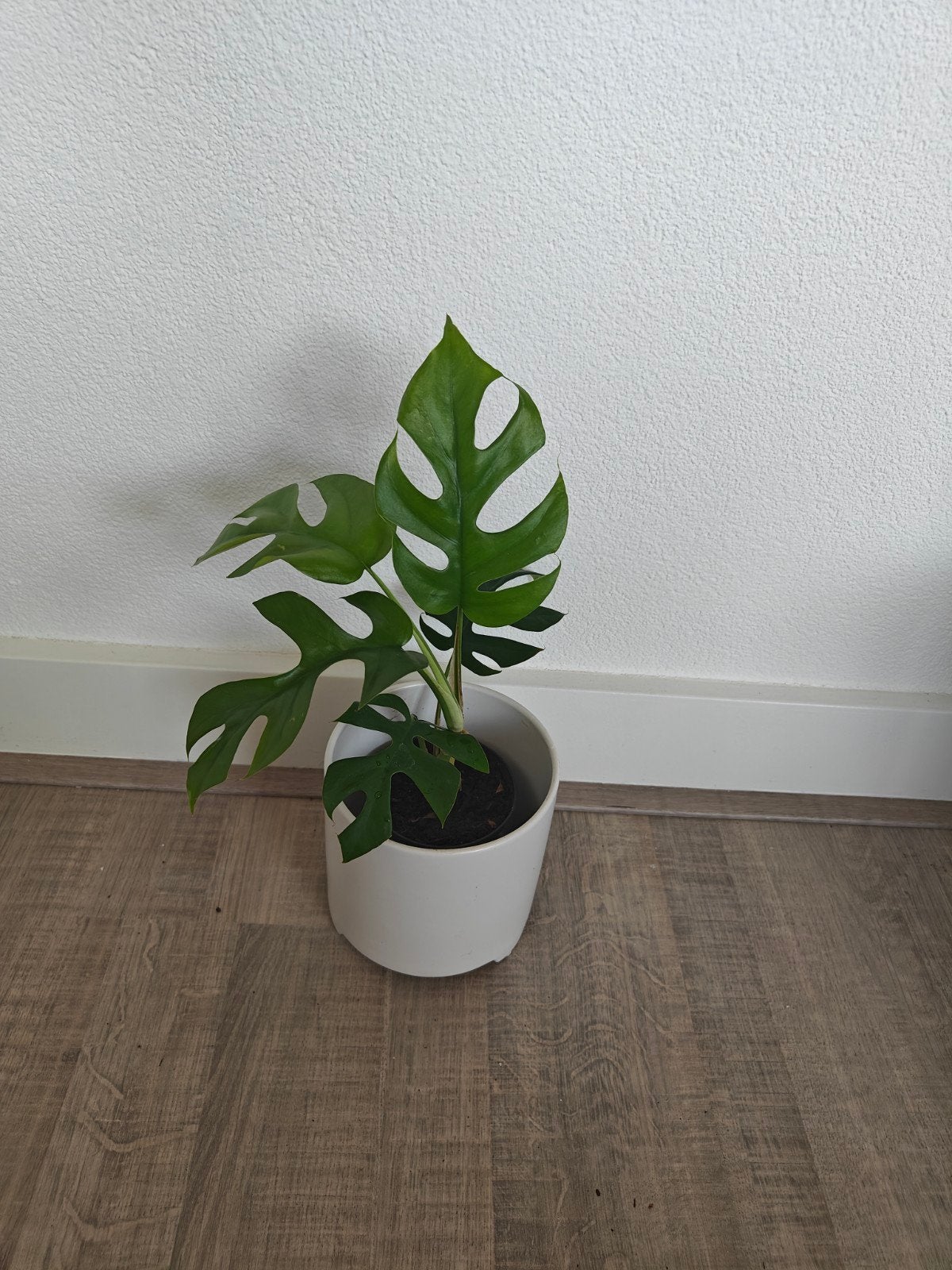 Mini Monstera's (Rhaphidophora Tetrasperma), Ophalen of Verzenden