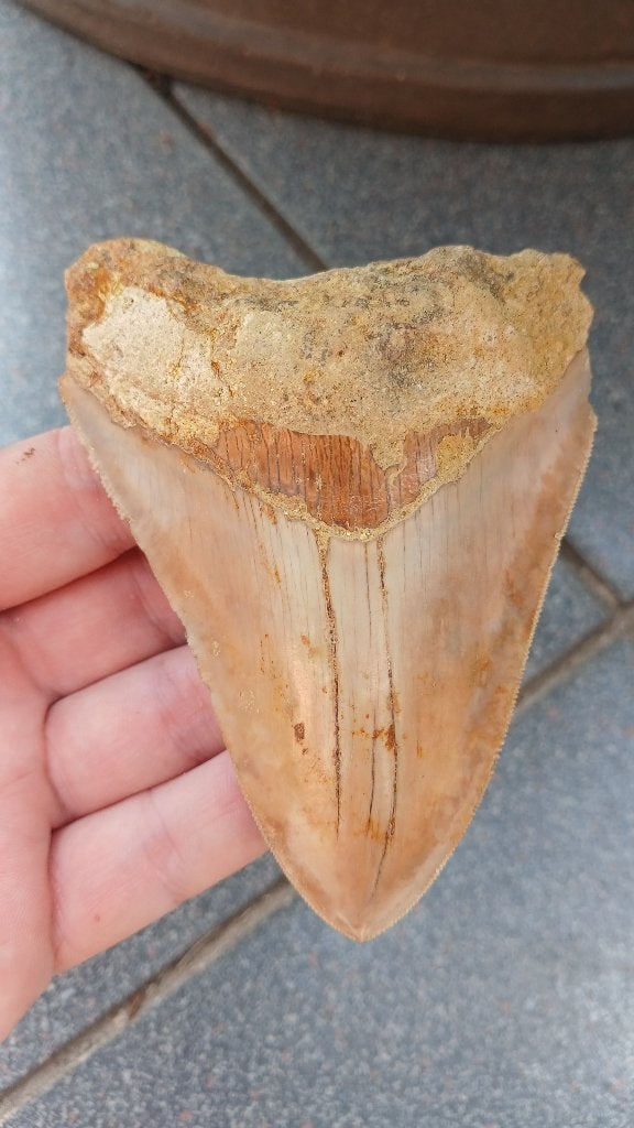 Megalodon haaientand 11 cm fossiel uit Indonesië, Verzamelen, Ophalen of Verzenden, Fossiel