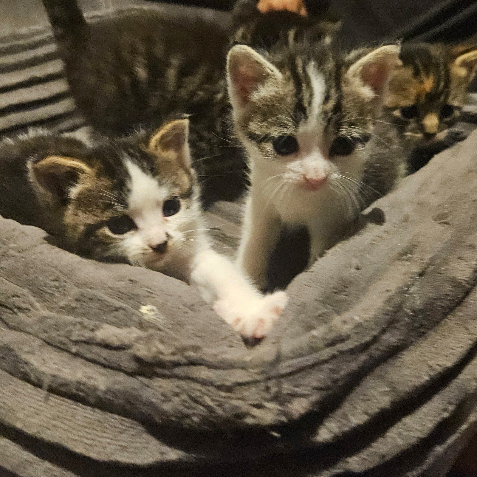 kittens cyperse, Meerdere dieren