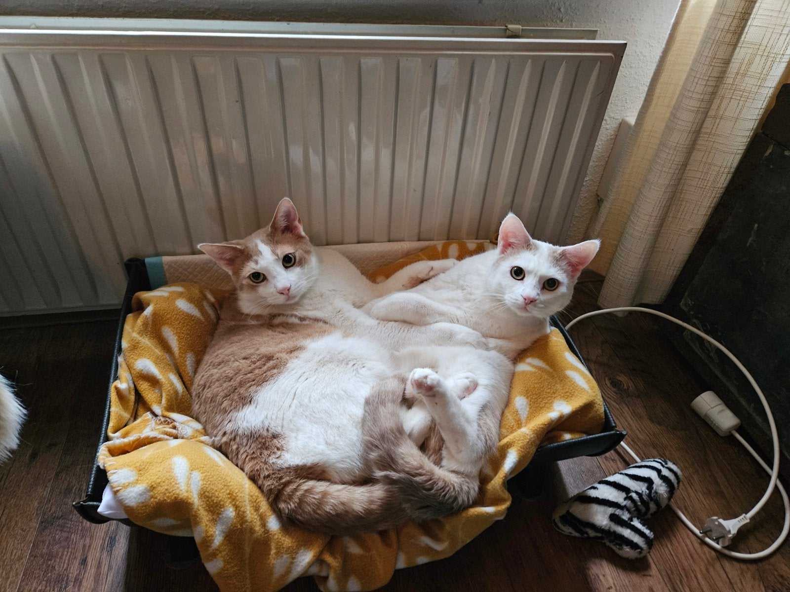 Warm huisje gezocht! Voor deze 2 lieve knuffellaars.., Dieren en Toebehoren, Katten en Kittens | Overige Katten