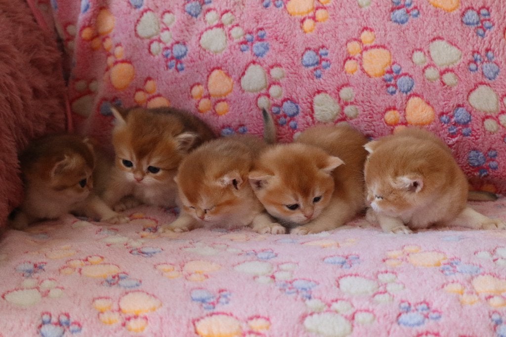 Britse Golden Shaded kittens, Dieren en Toebehoren, Katten en Kittens | Raskatten | Korthaar, Meerdere dieren, Ontwormd, 0 tot 2 jaar