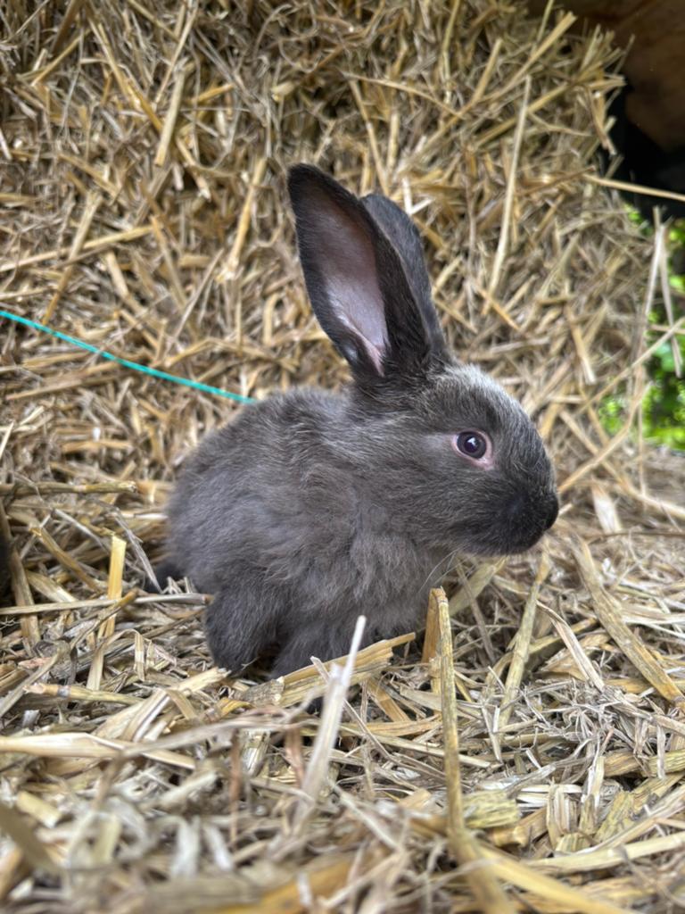 9 duitse reusjes siamees sable, Dieren en Toebehoren, Meerdere dieren, Groot, 0 tot 2 jaar