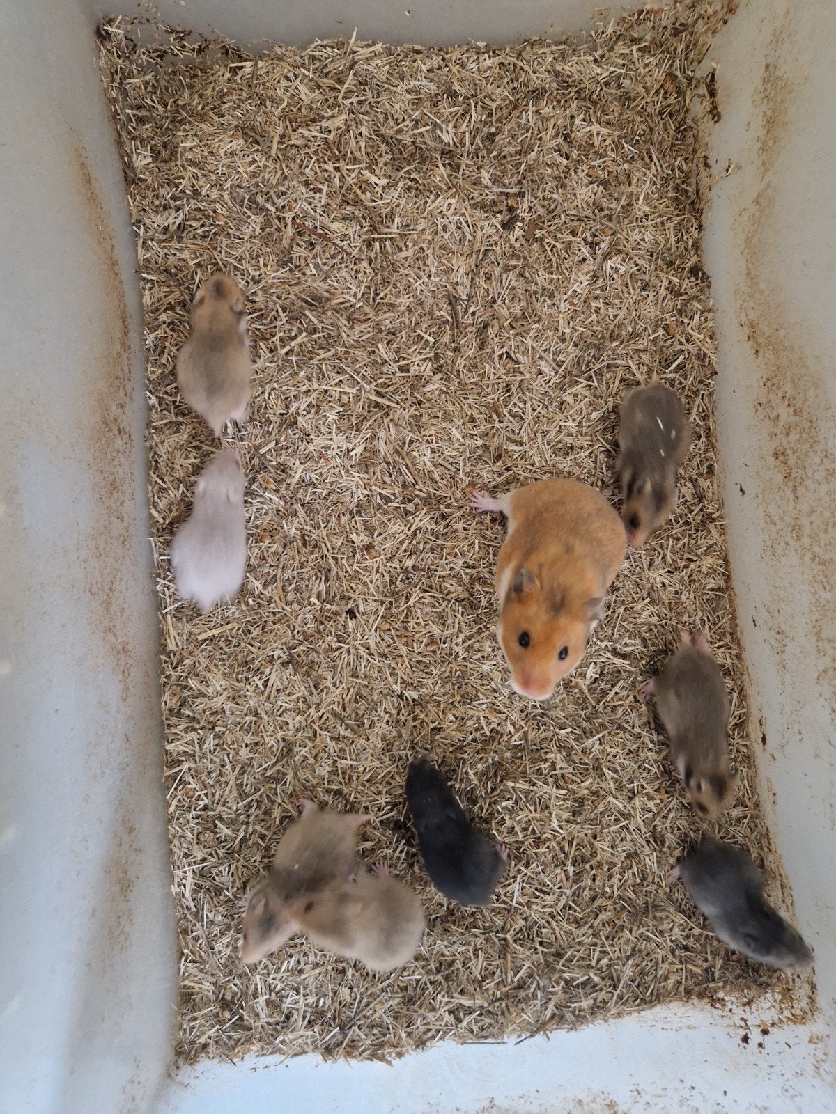 Te koop goudhamsters over 6 weken!, Dieren en Toebehoren, Knaagdieren, Hamster, Juni, Meerdere dieren, Tam