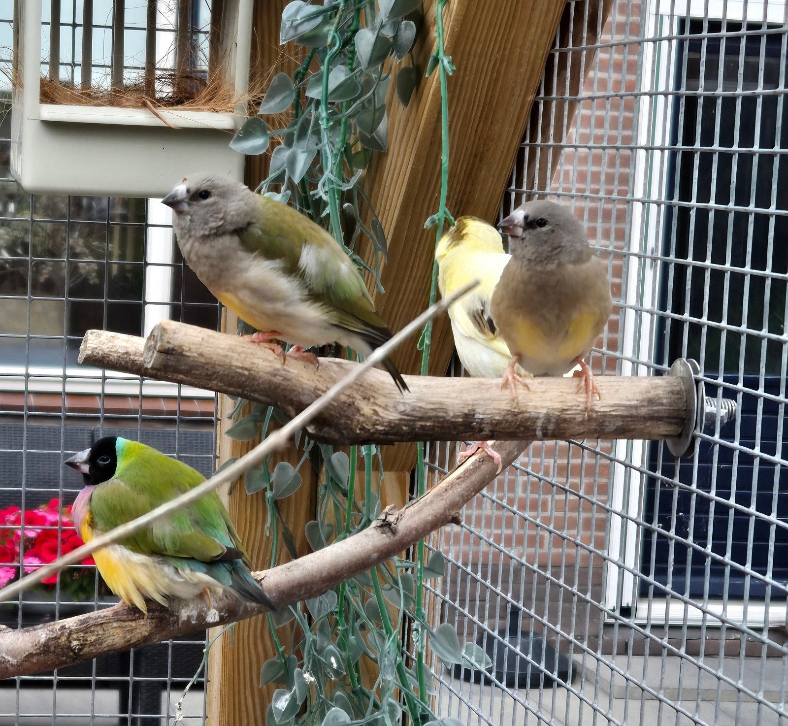2 jonge Gouldamadines, Dieren en Toebehoren, Vogels | Overige Vogels, Meerdere dieren