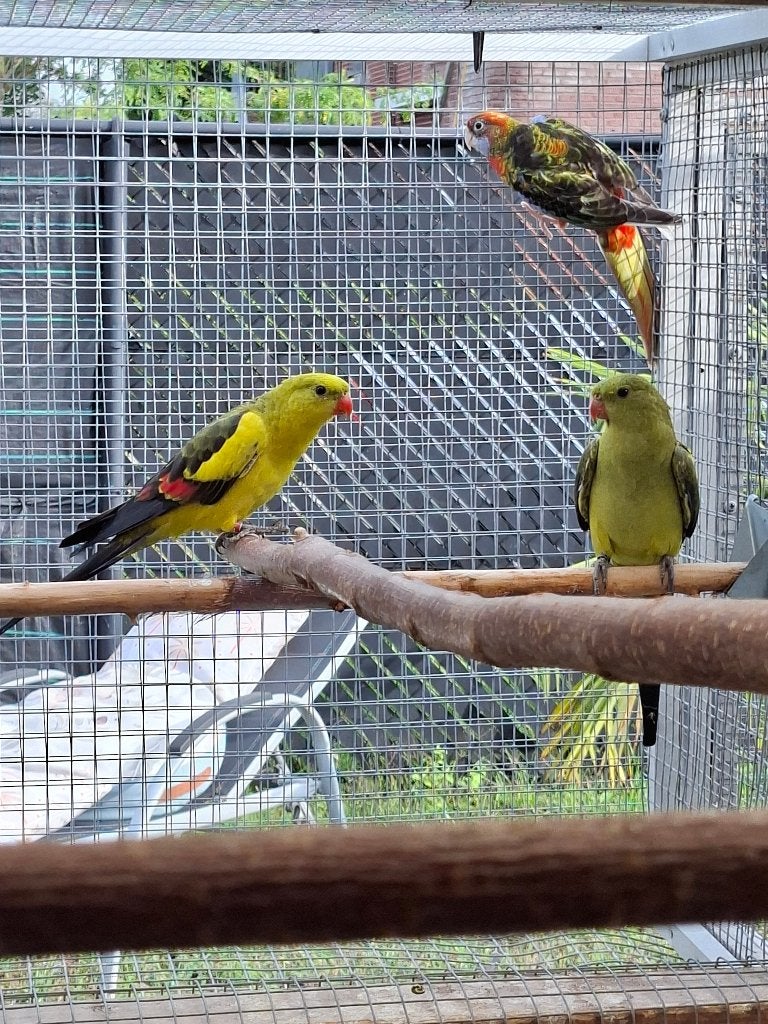 Koppel bergparkieten, Meerdere dieren, Parkiet, Geringd
