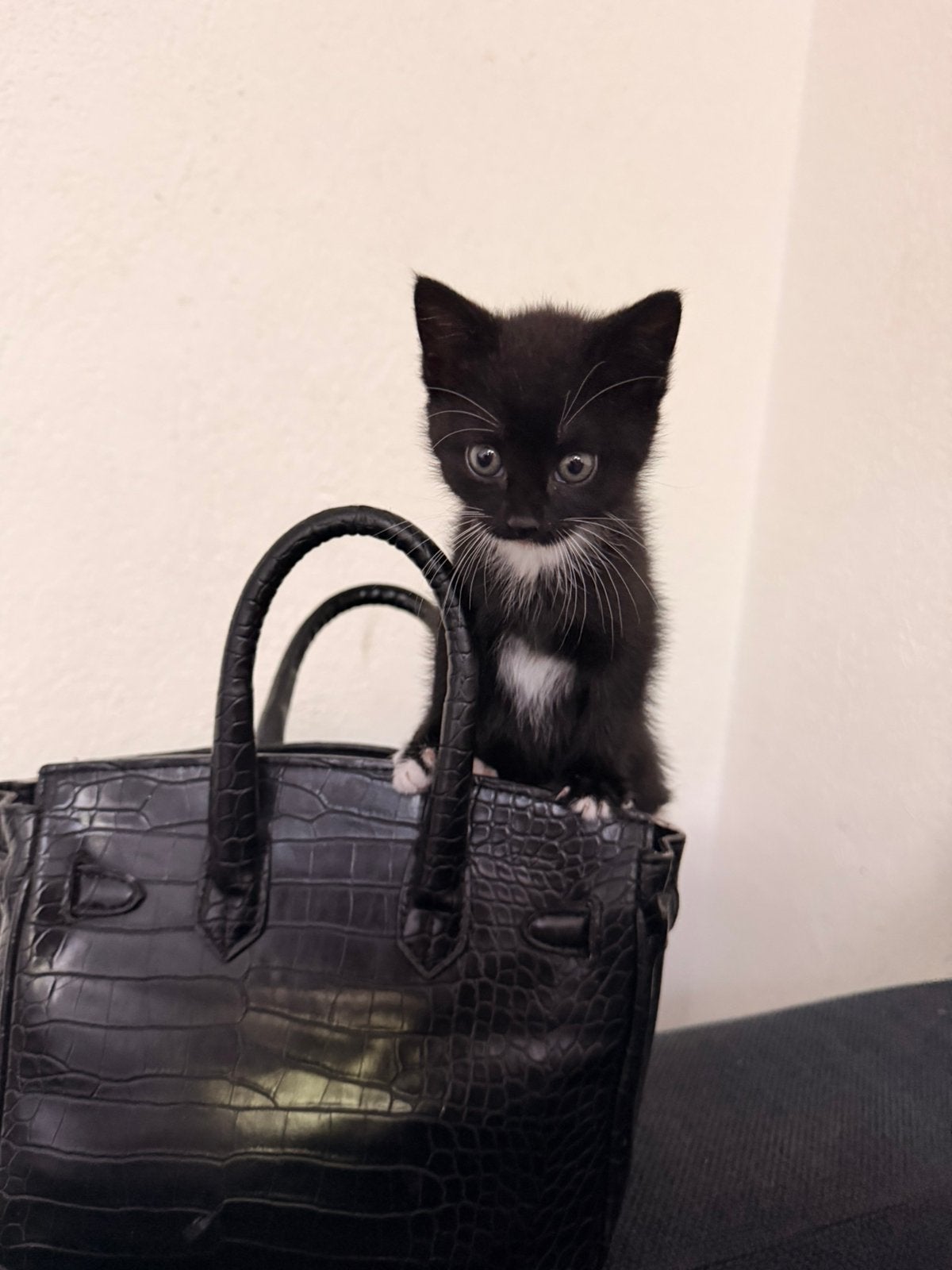 Kittens van 21 mei, Dieren en Toebehoren, Katten en Kittens | Overige Katten, Poes