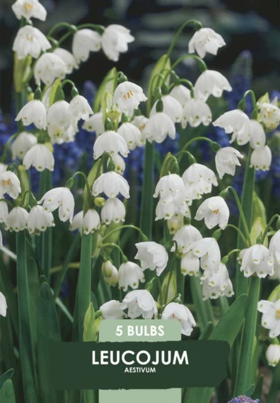 Leucojum Aestivum (Zomerklokje) Bloembollen - 5 stuks, Ophalen of Verzenden, Najaar, Halfschaduw, Bloembol