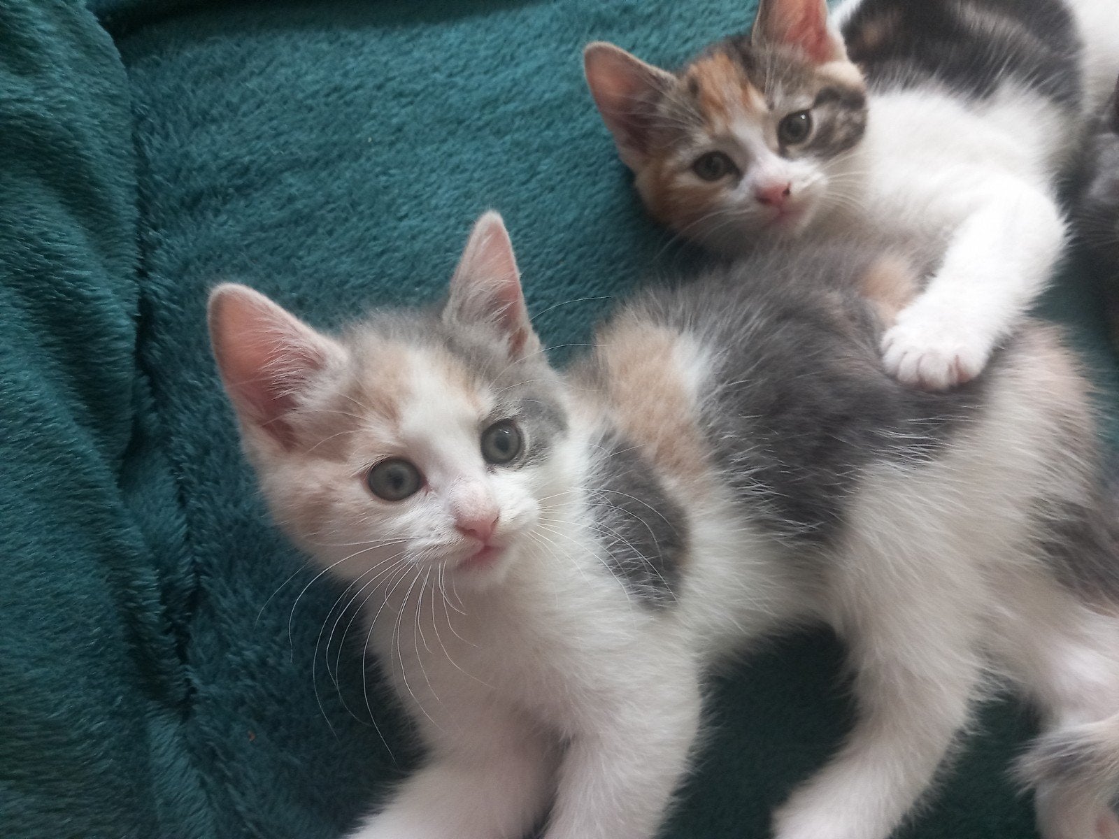 Blauwe rus X kittens, super sociaal en lief!, Meerdere dieren, Ontwormd, 0 tot 2 jaar