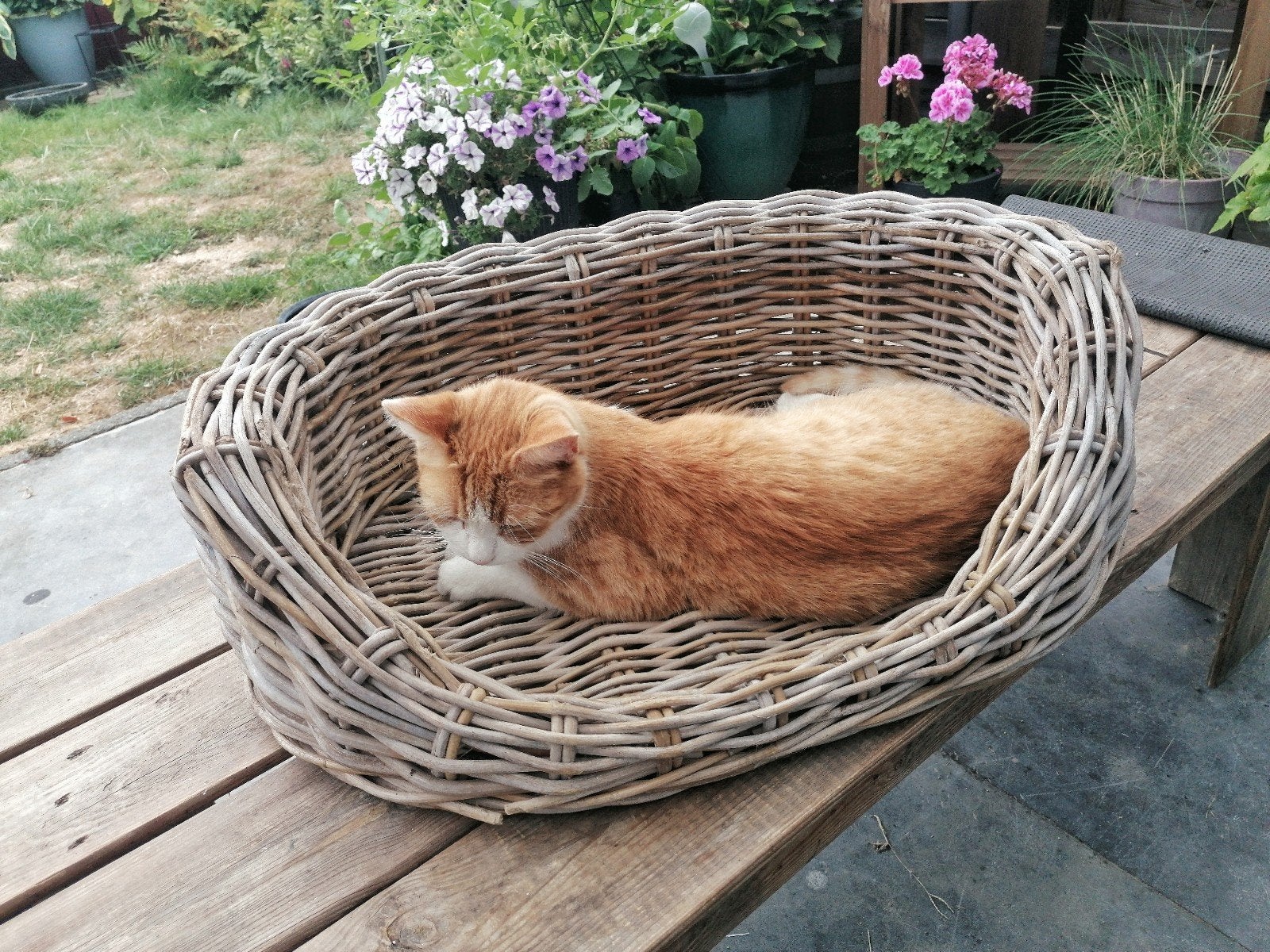 Bench voor katten € 5,00, Ophalen of Verzenden, Gebruikt, Riet