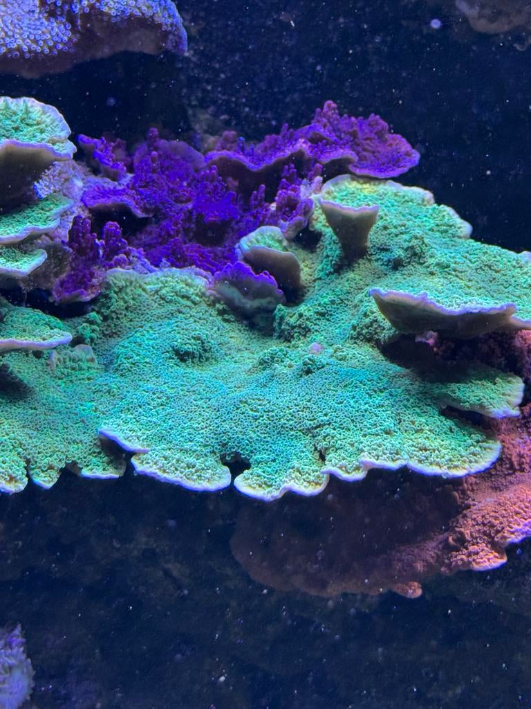Montipora en stylopora ruilen, Dieren en Toebehoren, Vissen | Aquariumvissen, Overige typen, Zoutwatervis