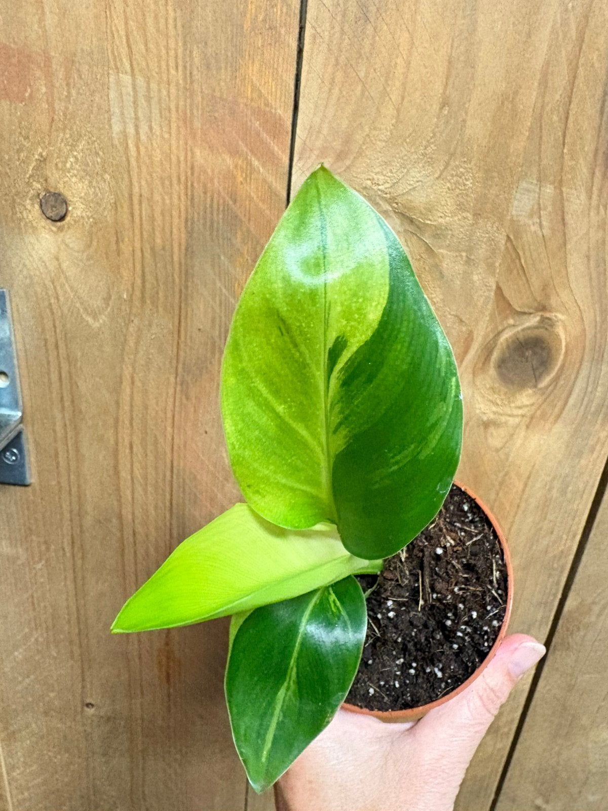 Strelitzia nicolai variegata plant mint lemon aurea, Ophalen of Verzenden, Volle zon, 150 tot 200 cm