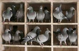 Postduiven en Sierduiven., Dieren en Toebehoren, Vogels | Duiven, Meerdere dieren, Postduif