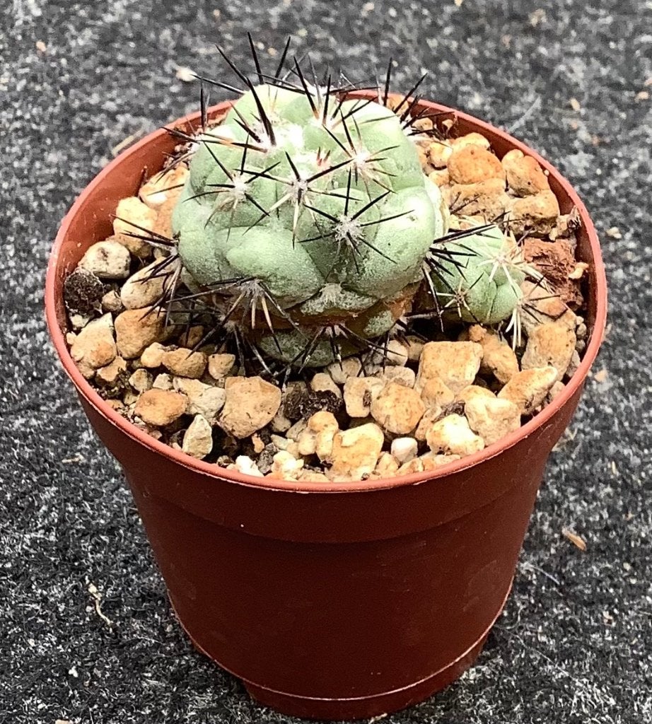 Cactus, Ortegocactus, Huis en Inrichting, Kamerplanten, Ophalen of Verzenden, Cactus, Volle zon, Minder dan 100 cm