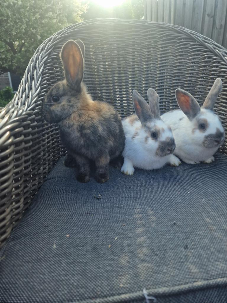 Jonge konijnen te koop, Dieren en Toebehoren, Konijnen, Meerdere dieren
