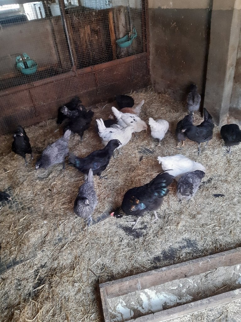 araucana's, Dieren en Toebehoren, Vrouwelijk, Kip
