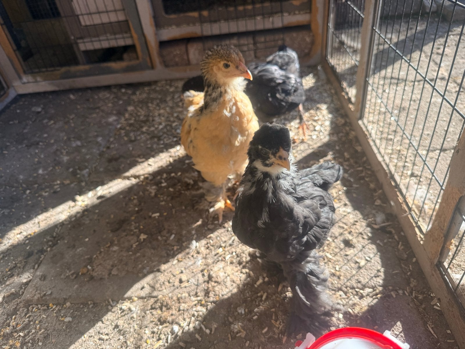 3 brahma kuikens van 6 weken oud