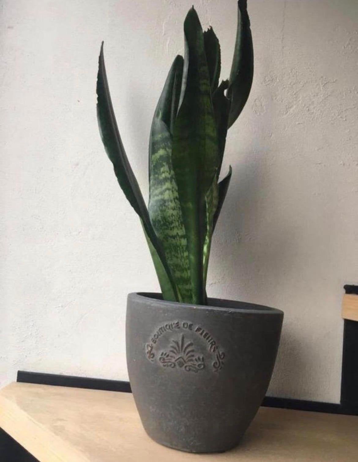 Decoratieve bloempot met 'La Boutique de Fleurs' reliëf, Tuin en Terras, Ophalen, Rond, Binnen, Zo goed als nieuw