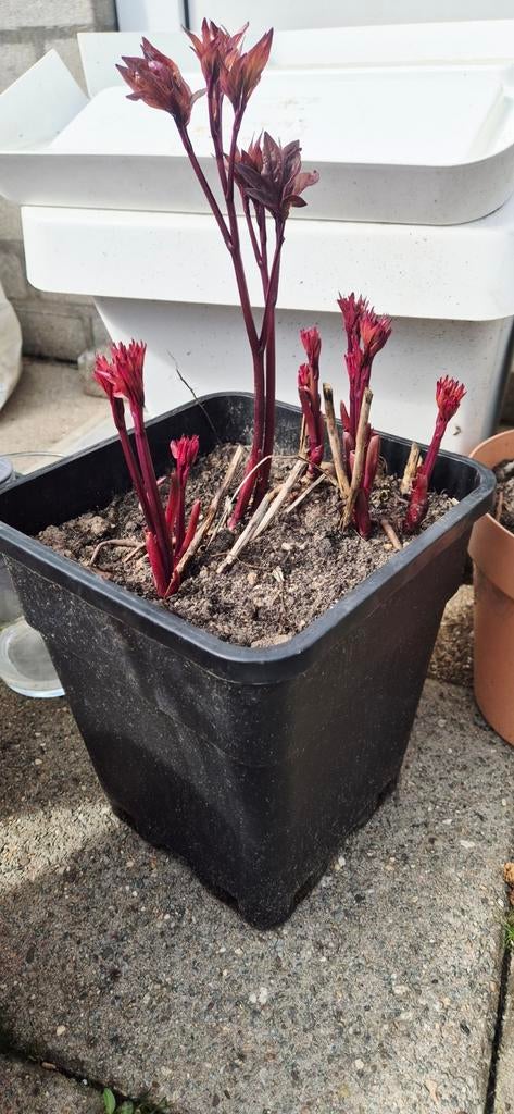 Sterke Pioenrozen Rood, Tuin en Terras, Planten | Tuinplanten, Ophalen of Verzenden, Overige soorten, Volle zon