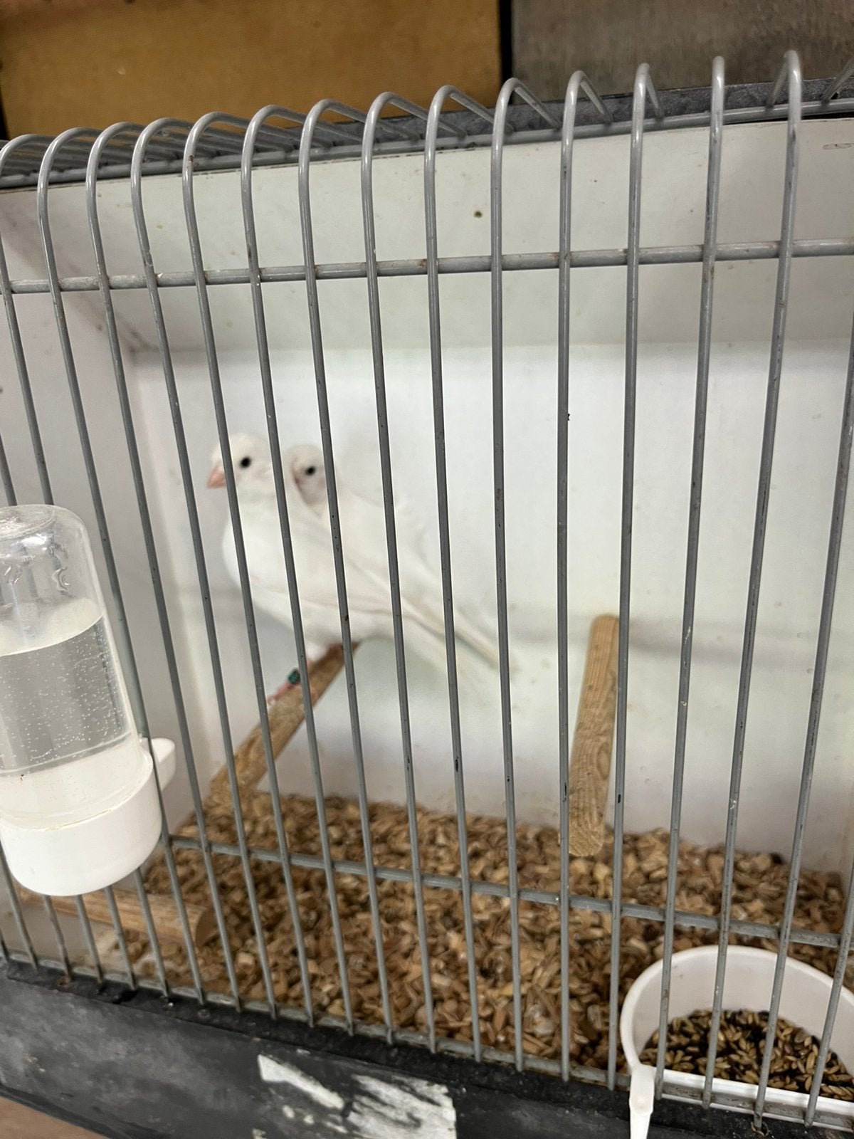 Koppeltje recessief witte kanaries 2026, Dieren en Toebehoren, Vogels | Kanaries, Meerdere dieren, Kleurkanarie