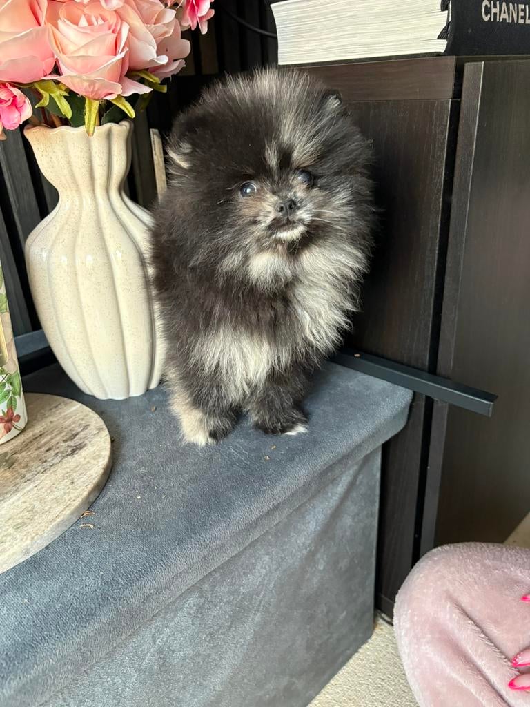 pomeriaan pup, Particulier, Keeshond, Reu, 8 tot 15 weken