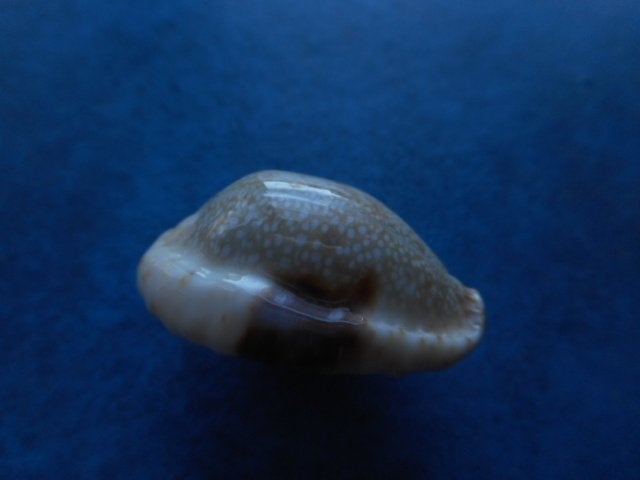Schelpen: Cypraea erosa latescens Dautz. & B gem 29-32mm, Ophalen of Verzenden, Schelp(en)
