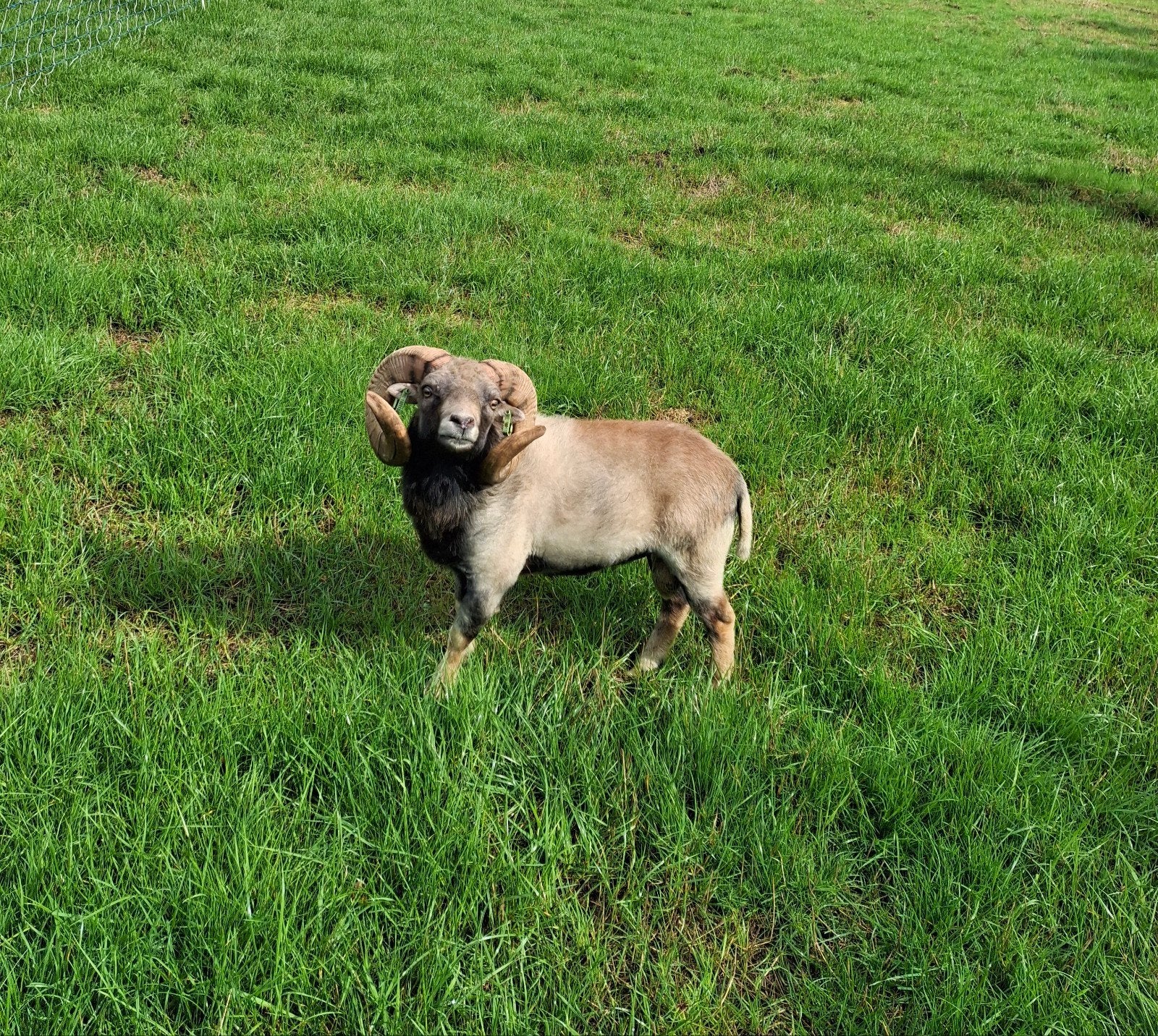 ouessant dekram te huur, Mannelijk, Schaap, 0 tot 2 jaar