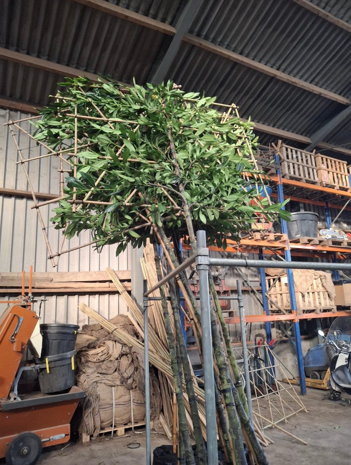 Prunus laurier | groenblijvende leibomen, Ophalen of Verzenden, Volle zon