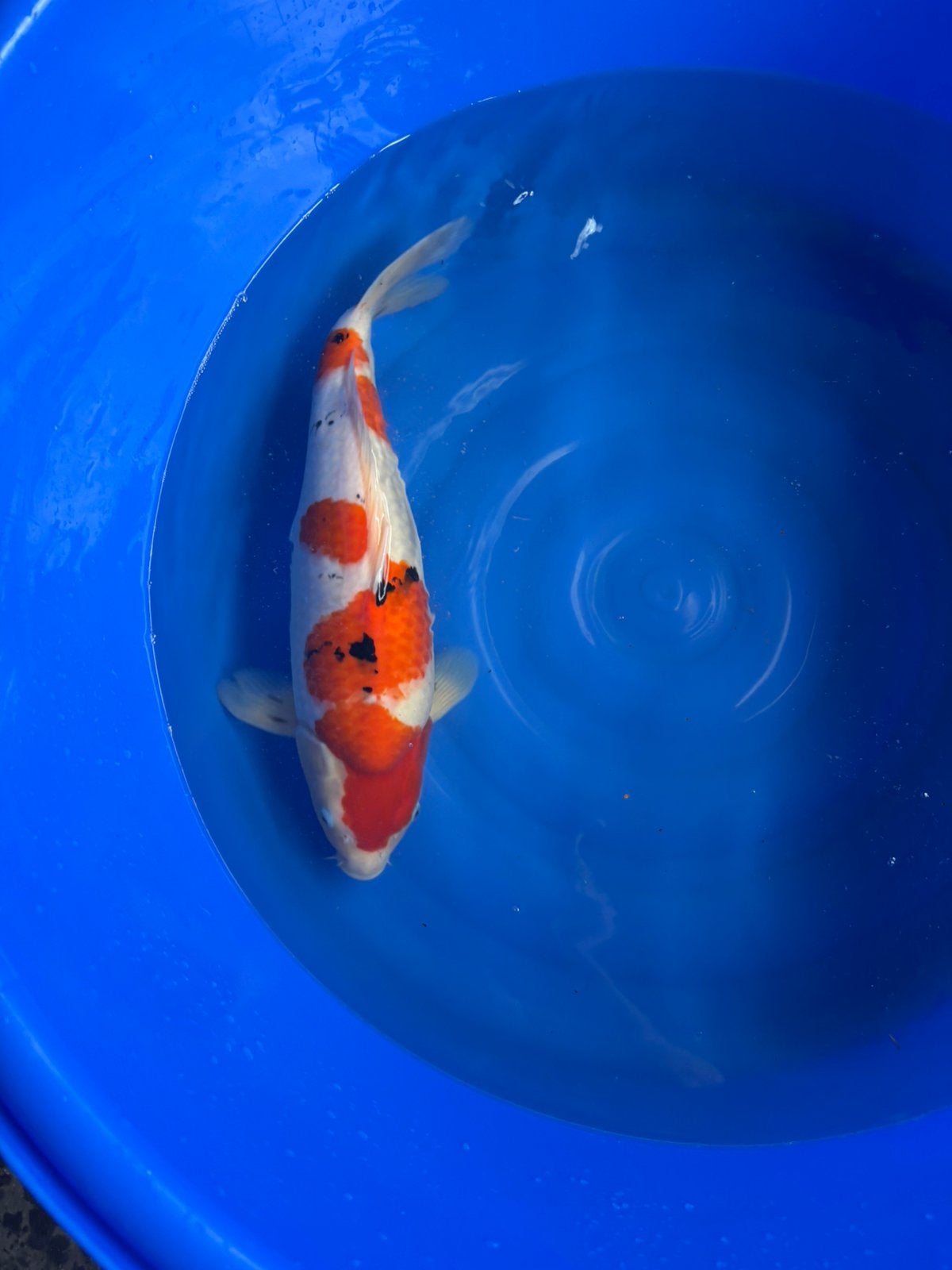 Taniguchi female sanke, Karper of Koi