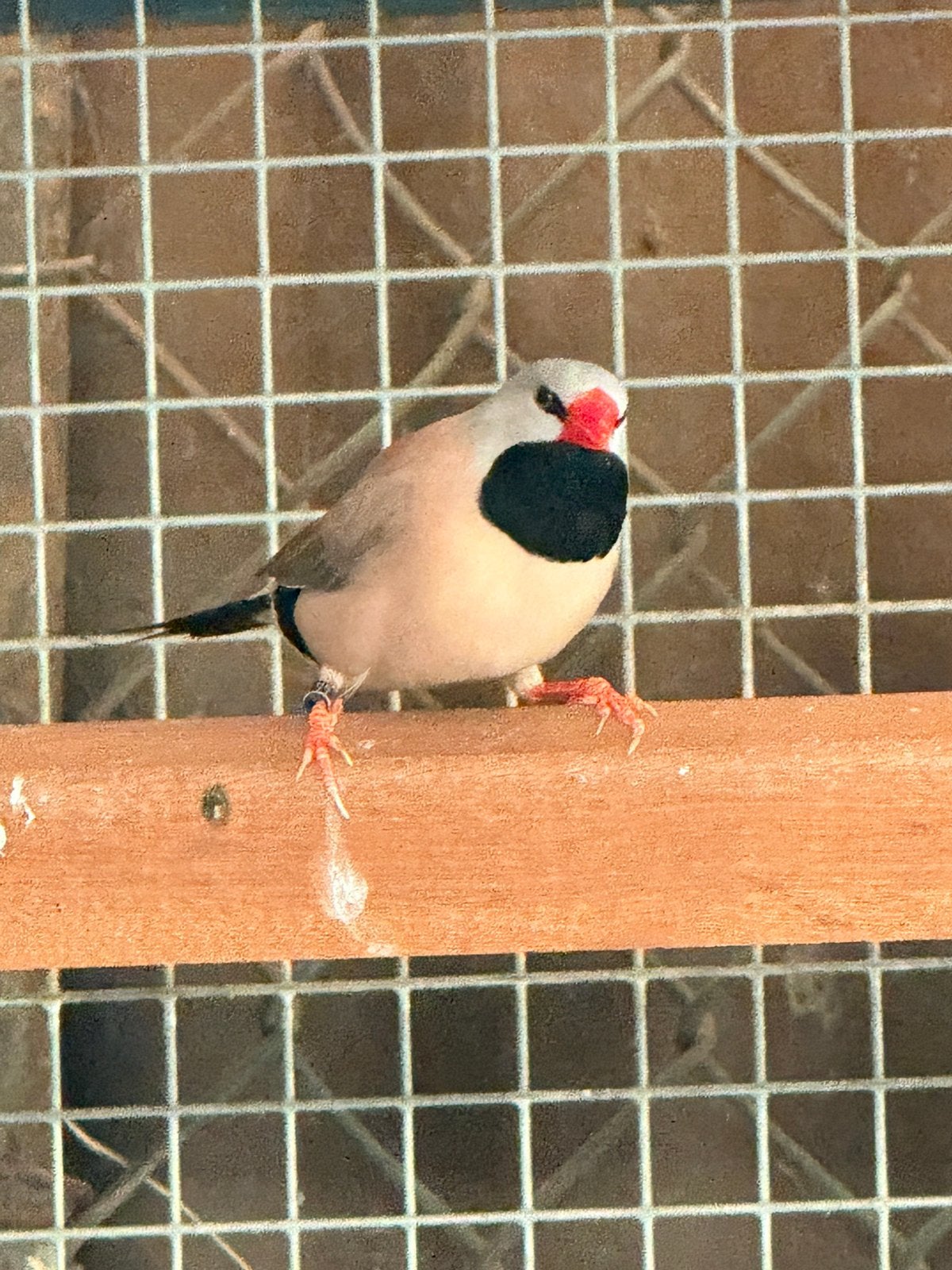 Koppel spitsstaartamadines, Meerdere dieren