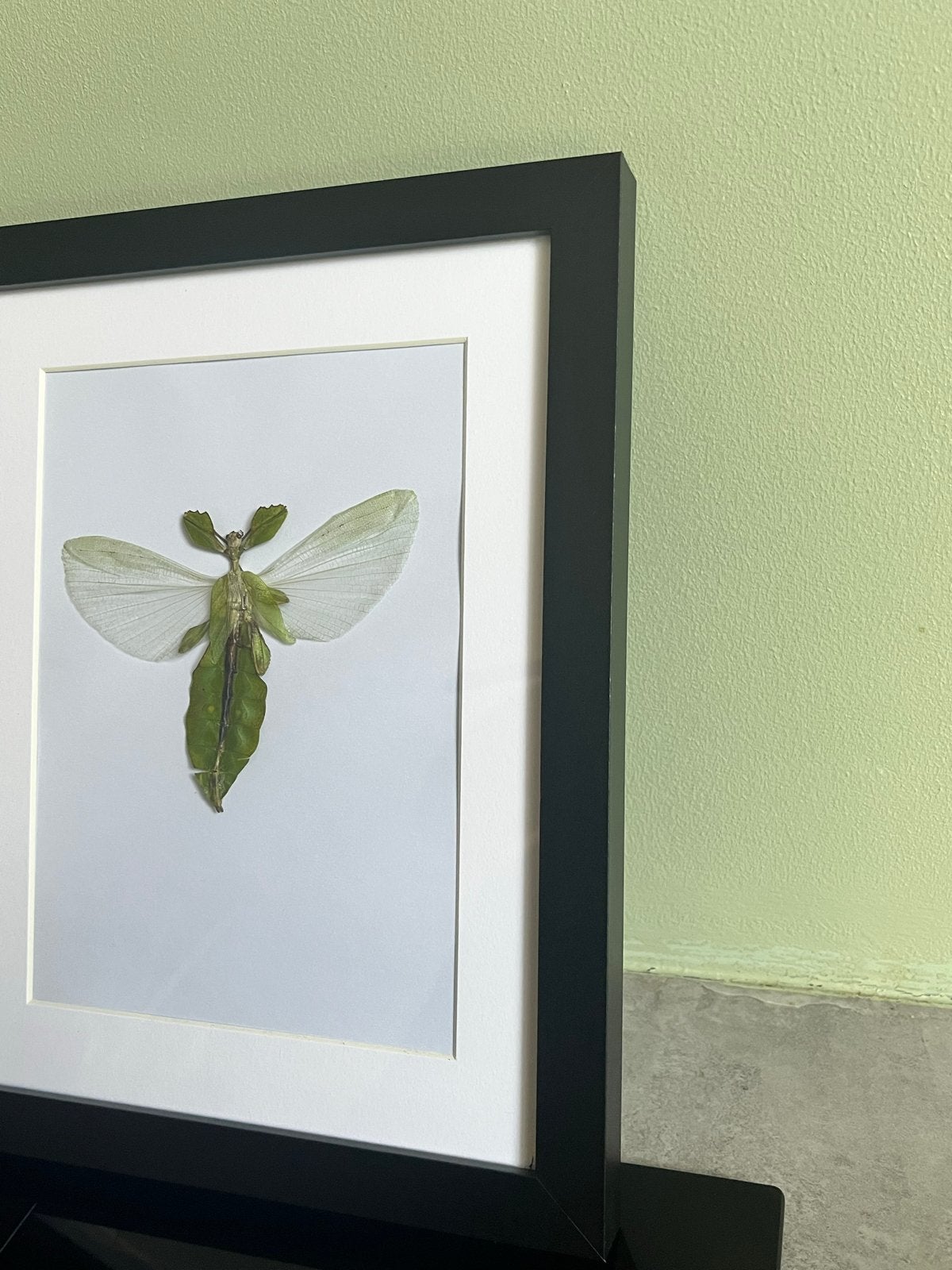Opgezet Cryptophyllium Limogesie in lijst, Verzamelen, Ophalen of Verzenden, Zo goed als nieuw, Insect, Opgezet dier
