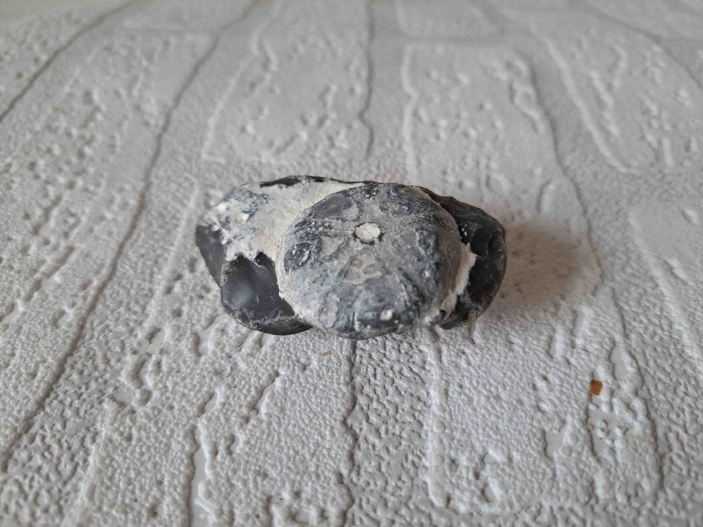 Uniek Fossiel van een Zee-egel in Vuursteen Matrix, uit DK, Verzamelen, Ophalen of Verzenden, Fossiel