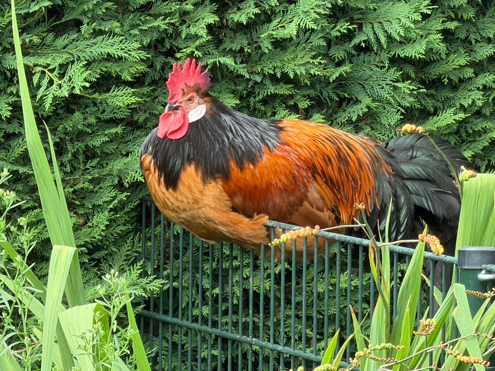 Mooie Vorwerk haan zoekt nieuwe woonplaats, Dieren en Toebehoren, Pluimvee, Mannelijk, Kip