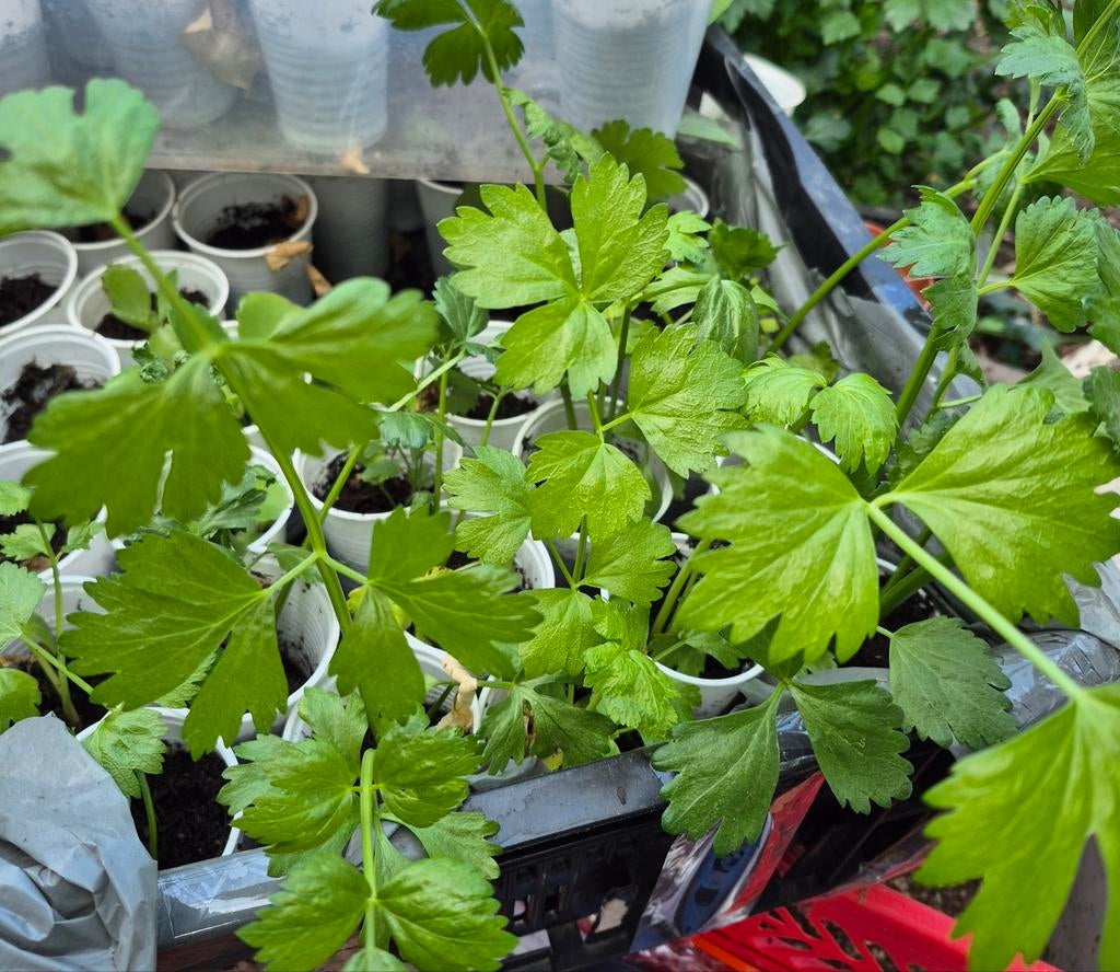 Groenten Plantjes, Tuin en Terras, Planten | Tuinplanten, Ophalen of Verzenden, Eenjarig, Groenteplanten, Volle zon