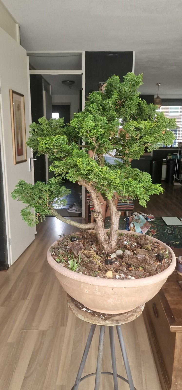 Hinoki Chamaecyparis obtusa bonsai /Niwaki – 30 jaar – 70, Tuin en Terras, Ophalen, Volle zon, Overige soorten