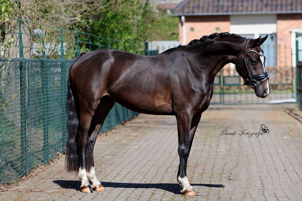 mega getalenteerde D welsh NWR, Ruin, Dressuurpony, 3 tot 6 jaar, D pony (1.37m tot 1.48m)