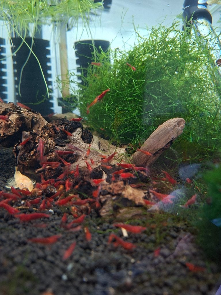 Vuurgarnalen, Kreeft, Krab of Garnaal, Zoetwatervis, Schoolvis
