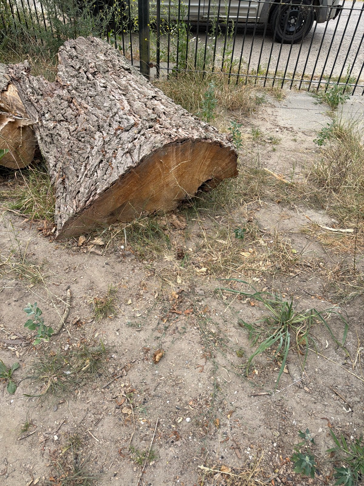 Grote wilgenboomstam - Ideaal voor houtbewerking, Tuin en Terras, Ophalen, Gebruikt, 180 tot 250 cm, Overige typen