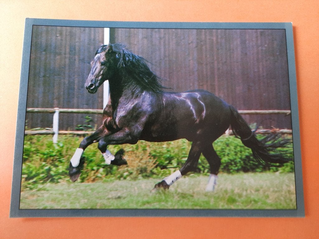 ansichtkaart paard veulen, Verzamelen, Ansichtkaarten | Dieren, Ophalen, 1980 tot heden, Ongelopen, Paard