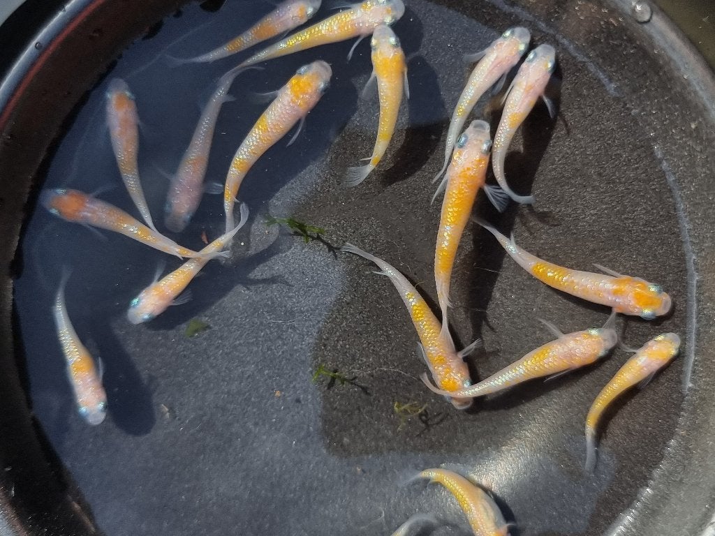 Medaka Oranje en Wit - Lame, Dieren en Toebehoren, Overige soorten