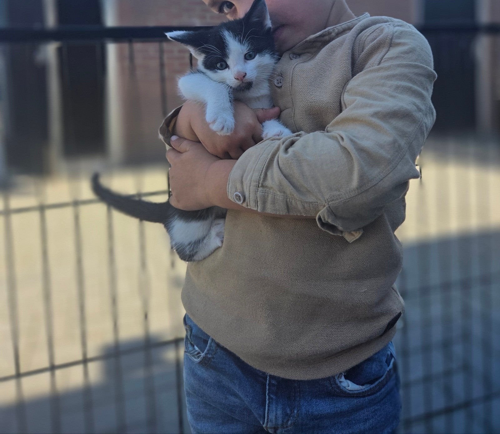 Kitten te koop  [zwart/witje], Dieren en Toebehoren, Kater, Kortharig, 0 tot 2 jaar