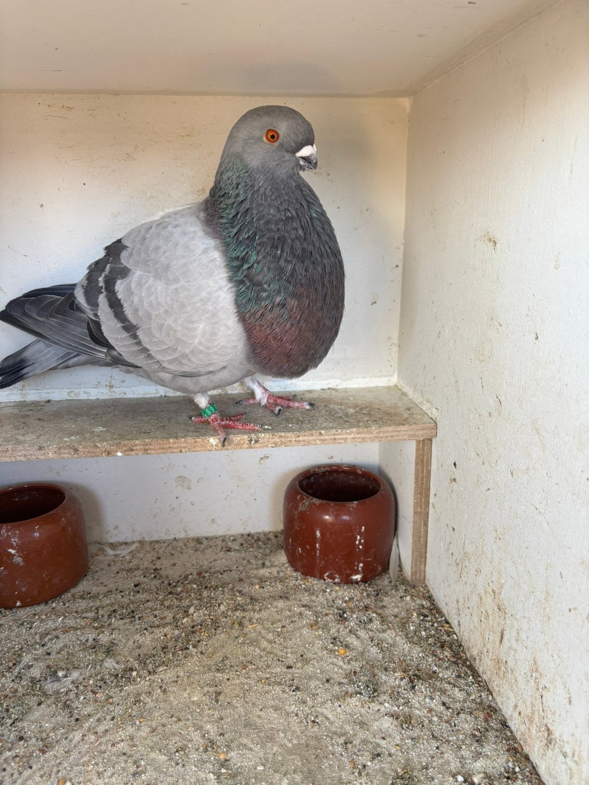 Valecianen, Dieren en Toebehoren, Vogels | Duiven, Meerdere dieren, Kropper